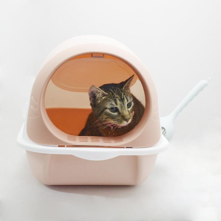 areneros para gatos, compra al por mayor y al detal